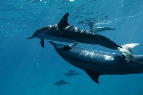 Top Endroits Incontournables pour Admirer les Dauphins en Mer Adriatique